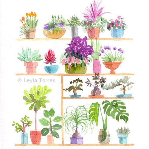 05-watercolor-house-plants-500