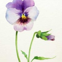 Thumbnail image for Painting a Pansy in Watercolor