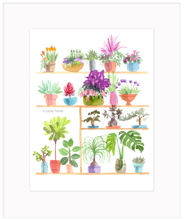 Different Plants on shelves painted in watercolor