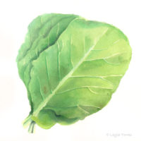Thumbnail image for Green Leaves in Watercolor -Collard Greens