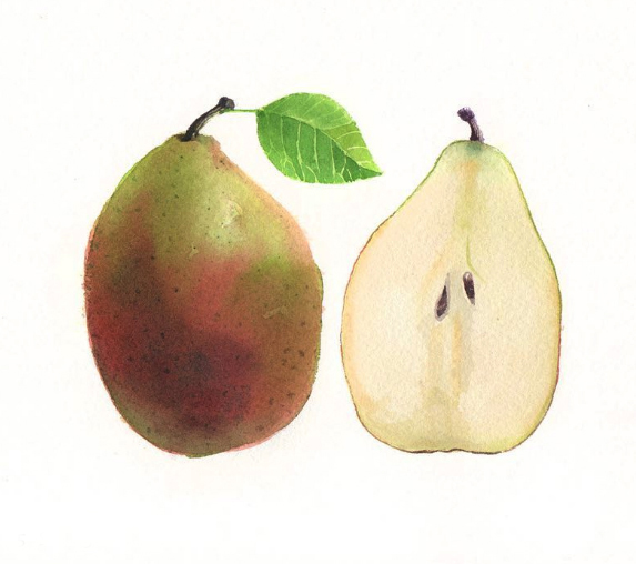 A Pear Painted in Watercolor